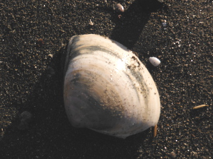 名称不明の二枚貝の殻③の画像14