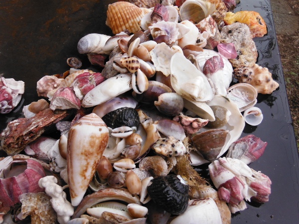 三戸浜海岸で拾った貝を洗うの画像07
