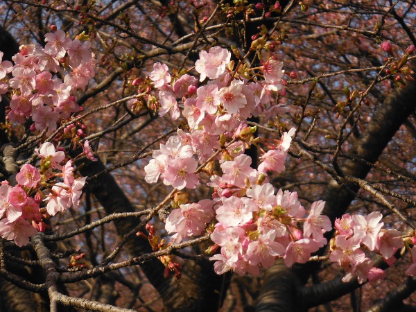 まつだ桜まつりの画像13