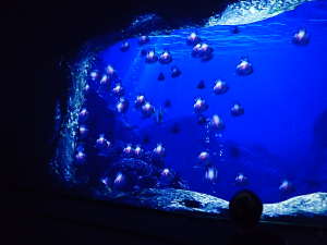 新江ノ島水族館「ナイトアクアリウム」海中生物との戯れの画像09