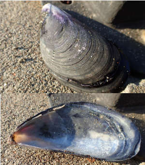 貝殻が付着した石の画像09