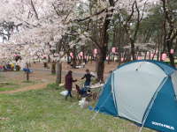 桜舞う上大島キャンプ場の画像08