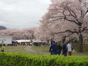 大きな桜がある②ポイントの画像09