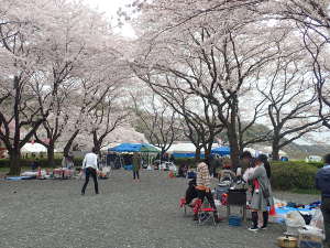 大きな桜に囲まれる③ポイントの画像10