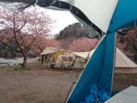 スクリーンテントの中から見る河津桜の画像04