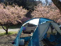 スクリーンテントの中から見る河津桜の画像04