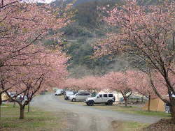 河津桜に染まるキャンプ場の画像13