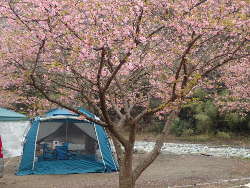 サイトの上は河津桜の画像14