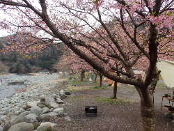 川沿いには河津桜が続①くの画像15