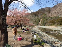 川沿いには河津桜が続②くの画像16