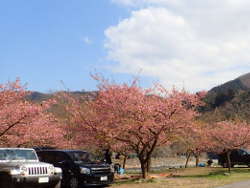 河津桜のピンクと青い空がGood！の画像17