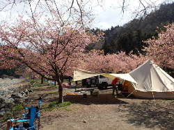 四方が河津桜で囲まれるサイトの画像19