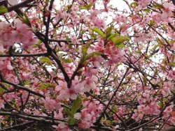 河津桜の画像21