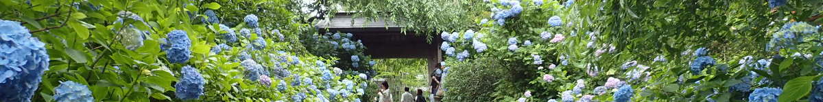 鎌倉のあじさい(1)：明月院の表紙イメージ画像