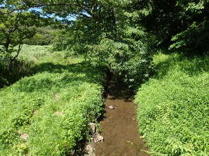 湿地を流れる小川の画像19