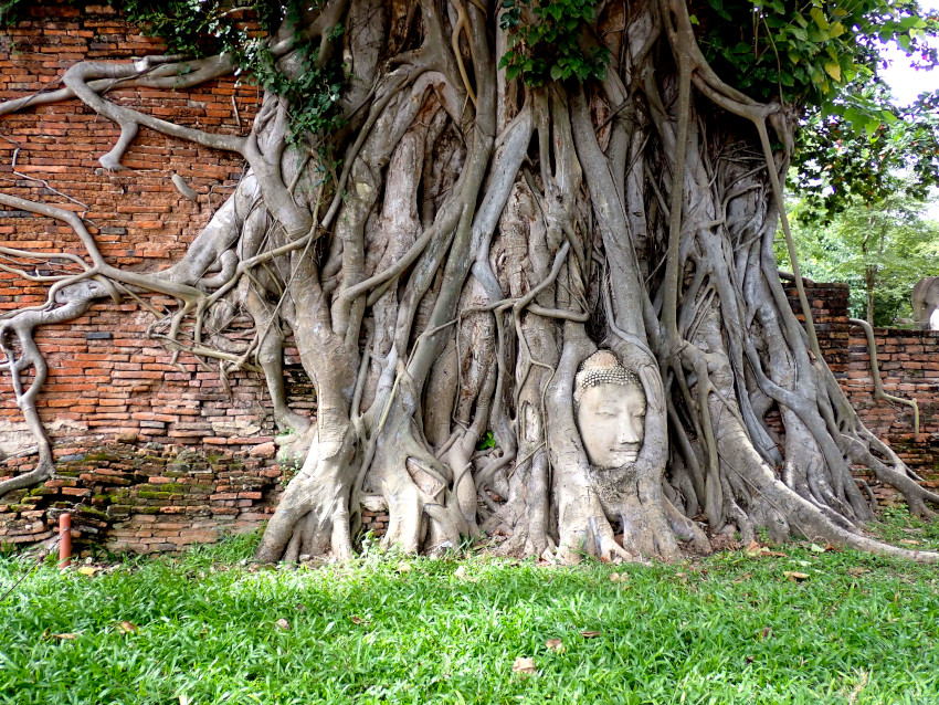 菩提樹の根元に埋まった仏頭の画像14