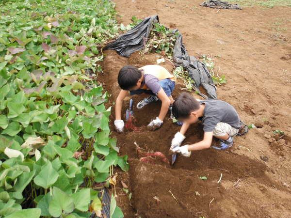 藤野園芸ランド「山盛園」でのさつまいも堀りの画像25v2