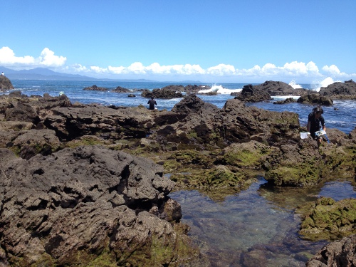 夏の真鶴半島　三ッ石海岸の画像02