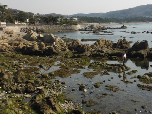 芝崎海岸周辺の磯の画像11