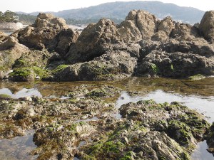 芝崎海岸周辺の磯の画像12