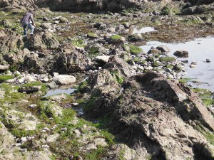 芝崎海岸周辺の磯の画像13