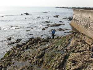 芝崎海岸周辺の磯の画像14