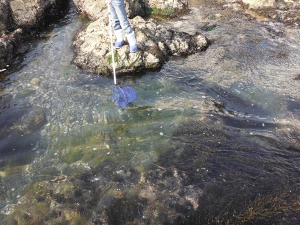 芝崎海岸周辺の磯の画像16