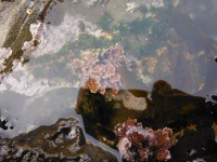 海藻の画像