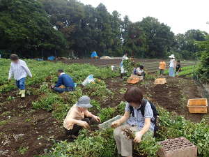 落花生堀りのようす①の画像18