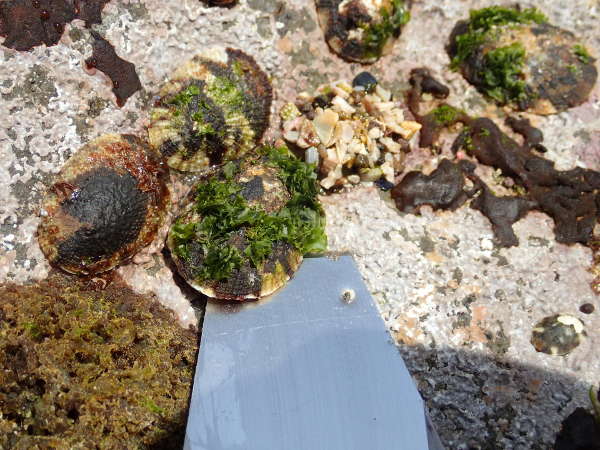 真鶴半島三ツ石海岸で水刀を使ってヨメガカサガイを採取(2018/05/01：大潮　干潮時　晴れ）の画像01