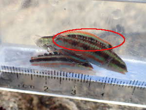 ニシキベラの幼魚の画像10
