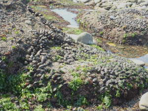 ムラサキイガイが岩にびっしりの画像04