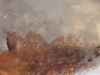 背鰭の特徴の画像11