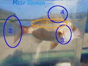 チダイの見分けポイントの画像57
