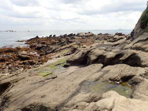 三浦半島の岩の特徴が見られる磯の画像05