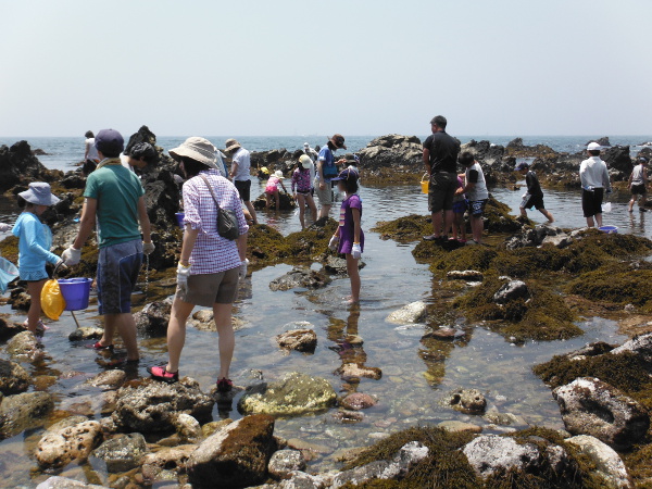 6月初旬、潮溜まりに多くの生き物たちが現れる荒崎海岸（2014/6/1日：中潮）の画像06