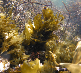 海藻が茂る6月の海の画像04
