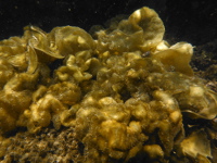 ①で多く観れた海藻の画像07