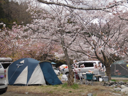 花見キャンプ