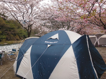 テントに桜が散るの画像1102