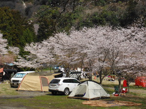 花見キャンプの画像1107