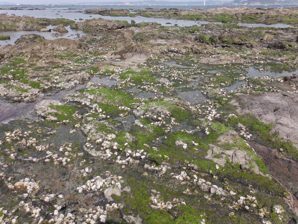 芝崎海岸3月下旬の画像01