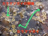 カラマツガイの卵塊の画像06