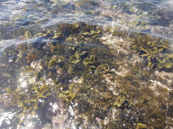 5月ならではの、海藻と海の透明度（芝崎海岸）の画像01