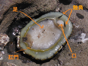 マツバガイの裏（腹側）の画像003