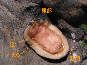 ヒザラガイの裏（腹側）の裏（腹側）の画像005