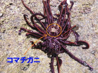 ニッポンウミシダの画像15