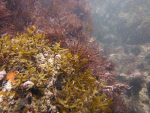 海藻も枯れ始めてきたの画像129