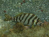 タカノハダイの幼魚の画像08