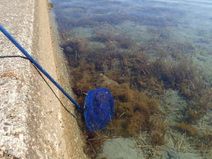 タモ網で海藻をなでると・・・の画像09